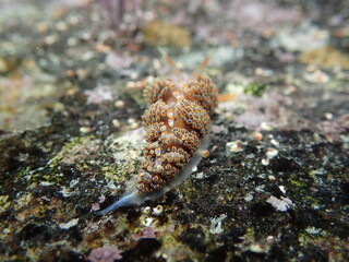 Four colour nudibranch