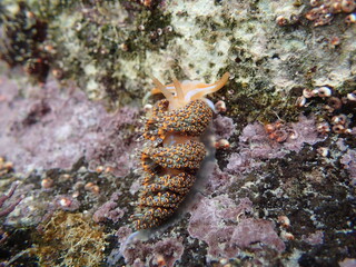 Four colour nudibranch