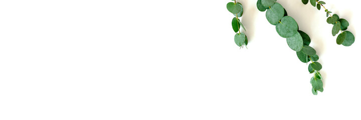 Header with frame made of eucalyptus branches on a white background. Simplicity summer concept with copy space.