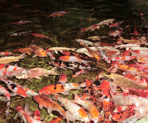 Koi carps in the aquarium