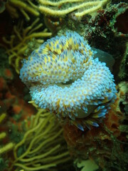 Two gasflame nudibranchs. 