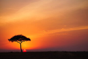 A beautiful view of the Masai Mara at sunset. Romantic atmosphere. Large numbers of animals migrate to the Masai Mara National Wildlife Refuge in Kenya, Africa. 2016.