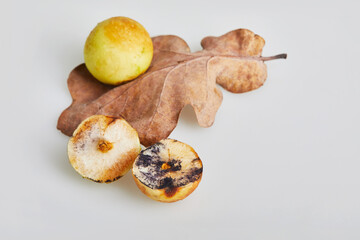 Cynips quercusfolii gall balls on oak leaf on a white backround. The gall oak is caused by the insect Cynips gallae tinctoriae