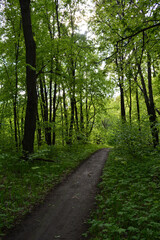 Walking path in lush green forest in may.