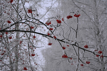 Red rowan berries covered by hoarfrost. Winter scene