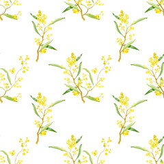 Golden Wattle Acacia pycnantha is Australia's national flower Seamless on white