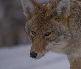 Naklejka premium Coyotes Look