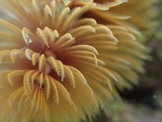 Orange feather duster worm. 
