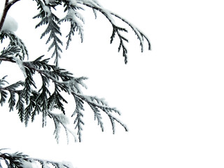 Frost and snow on the green branches of thuja close-up isolated on a white background. Frame with space for text, winter natural background.