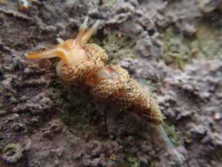 Four colour nudibranch