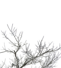 Thorny bush branches covered with frost and snow isolated on a white background.