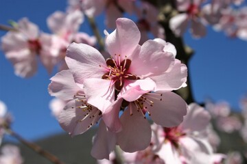 Mandelblüte