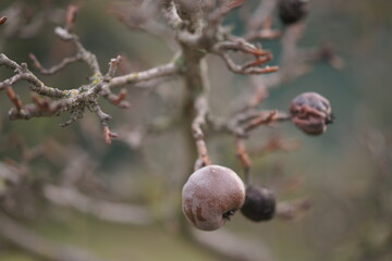 Dry branches with old brown pears in winter garden.