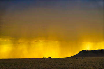 Unique orange cloud and fog landscape. Many animals on the grassland. Large numbers of animals migrate to the Masai Mara National Wildlife Refuge in Kenya, Africa. 2016.