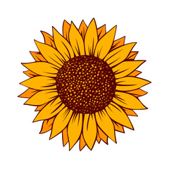 Fototapeta premium Sunflower vector illustration. Sunflower isolated. Botanical floral illustration. Yellow summer flower