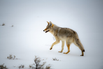 Coyote in Snow
