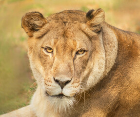 A female lion staring.