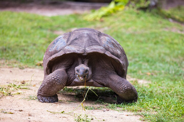 Aldabra Giant Tortoise (Aldabrachelys gigantea) on the islands of the Seychelles in the Indian...