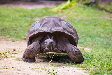 Aldabra Giant Tortoise (Aldabrachelys gigantea) on the islands of the Seychelles in the Indian...