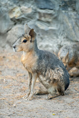 Patagonian mara (Dolichotis patagonum) is a relatively large rodent in the mara genus (Dolichotis)....