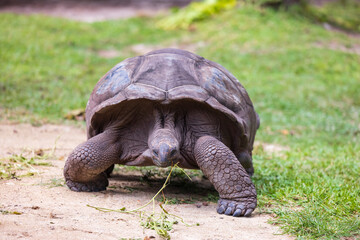 Aldabra Giant Tortoise (Aldabrachelys gigantea) on the islands of the Seychelles in the Indian Ocean 