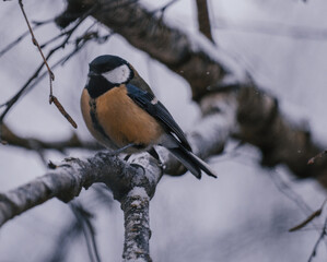 Great tit on birch branch during snowfall, close up, Parus major. Tit sits on a tree branch in the forest