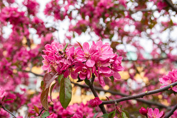 Ornamental pink apple tree blooming in spring, Meripuisto park, Helsinki, Finland