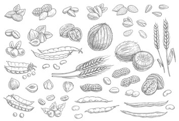 Nuts, cereal grains sketch icons cashew and almonds, peanuts and pistachio seeds, vector. Vegetarian and vegan natural raw food sketch coconut, hazelnut and walnut, peas, wheat, rye and coffee beans