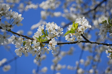 White blooming plum tree. Twigs packed with white flowers, exposed to bright spring sunshine. Bokeh and blue sky in background.