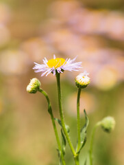 chamomile flowers on a branch as a background