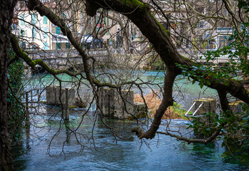 branchs overhanging the river sorgue in the village of Fontaine de Vaucluse ,Provence ,France.