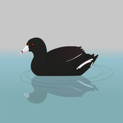 
An American coot or mud hen swimming in the water