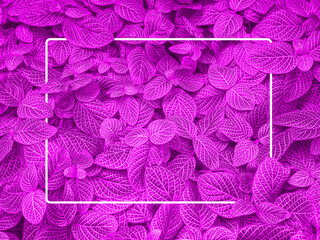 pink leaves nature abstract background with white rectangle frame an iluustration closeup texture of nerve plant leaf or fittonia verschaffeltii a leafy potted plant for valentine theme design 