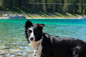 Primo piano di un border collie con dietro bellissimo panorama al lago Montagnoli in Trentino, animali e paesaggi in Italia