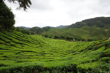 Tea plantation in Cameron Highlands Malaysia