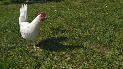Huhn auf einem Bauernhof