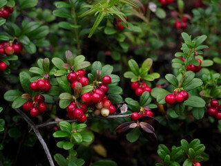 red berries on a bush
