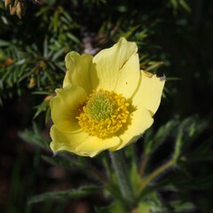 Schwefel-Anemone, Gelbe Alpen-Kuhschelle, Gelbe Alpen-Küchenschelle, Pulsatilla alpina in den Dolomiten, Südtirol, Italien.