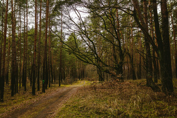 A tree trunk with a marking of a tourist route in the forest. Marking trails in the woods. F