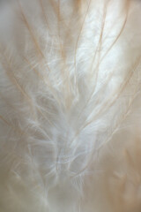 Bird fluff close up. Feather texture. Macro photography view. 