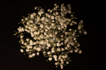 Gypsophila on a black background
