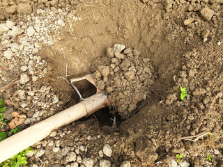 Digging a hole to plant a bush in the ground. A shovel for left-handed people.