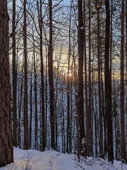 Fototapeta premium Sunset through forest