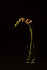 Flower on a black background