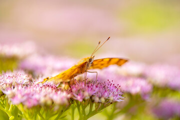Polygonia c-aureum , A butterfly is gathering honey