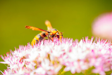 Golden digger wasp picks honey on a flower