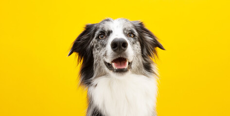 Portrait happy border collie dog looking at camera. Isolated on yellow colored background.