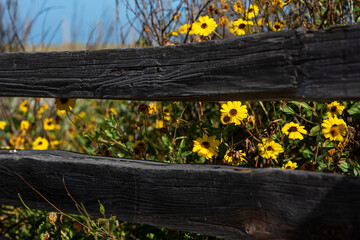Selective focus of yellow flowers on a bush behind a wooden fence
