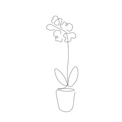 Flower orchid in pot line drawing, vector illustration