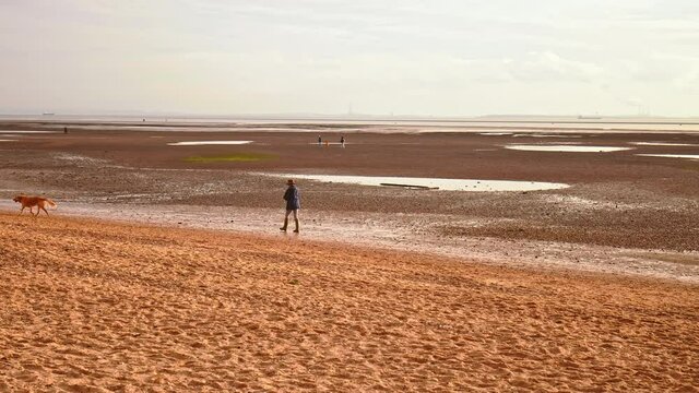 People relaxing, walking dogs on a dry beach during winter with a golden sunset. Concept of people taking care of mental health having a good time outdoors in Leigh Bell Wharf Beach, Essex, UK.